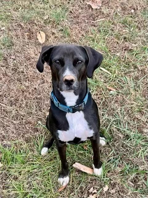 Peanut aka Pickles, an adoptable Mixed Breed in Wilkesboro, NC, 28697 | Photo Image 3