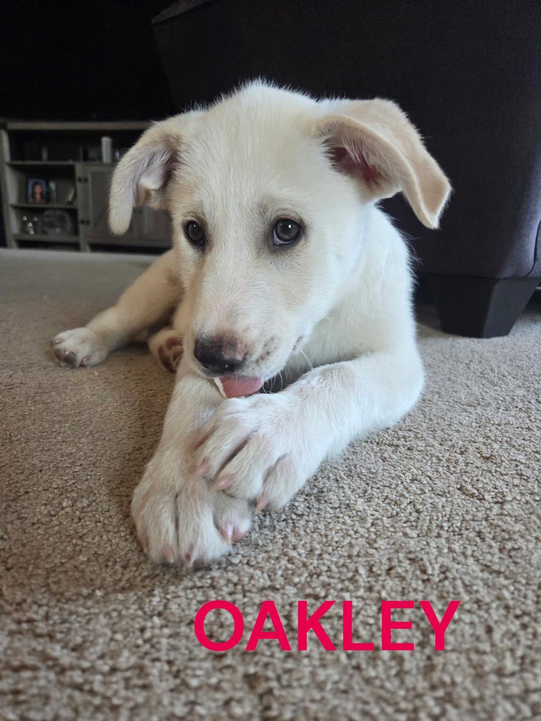 Enlarge Oakley, a Adoptable mixed breed in Mesa, AZ image 1/1