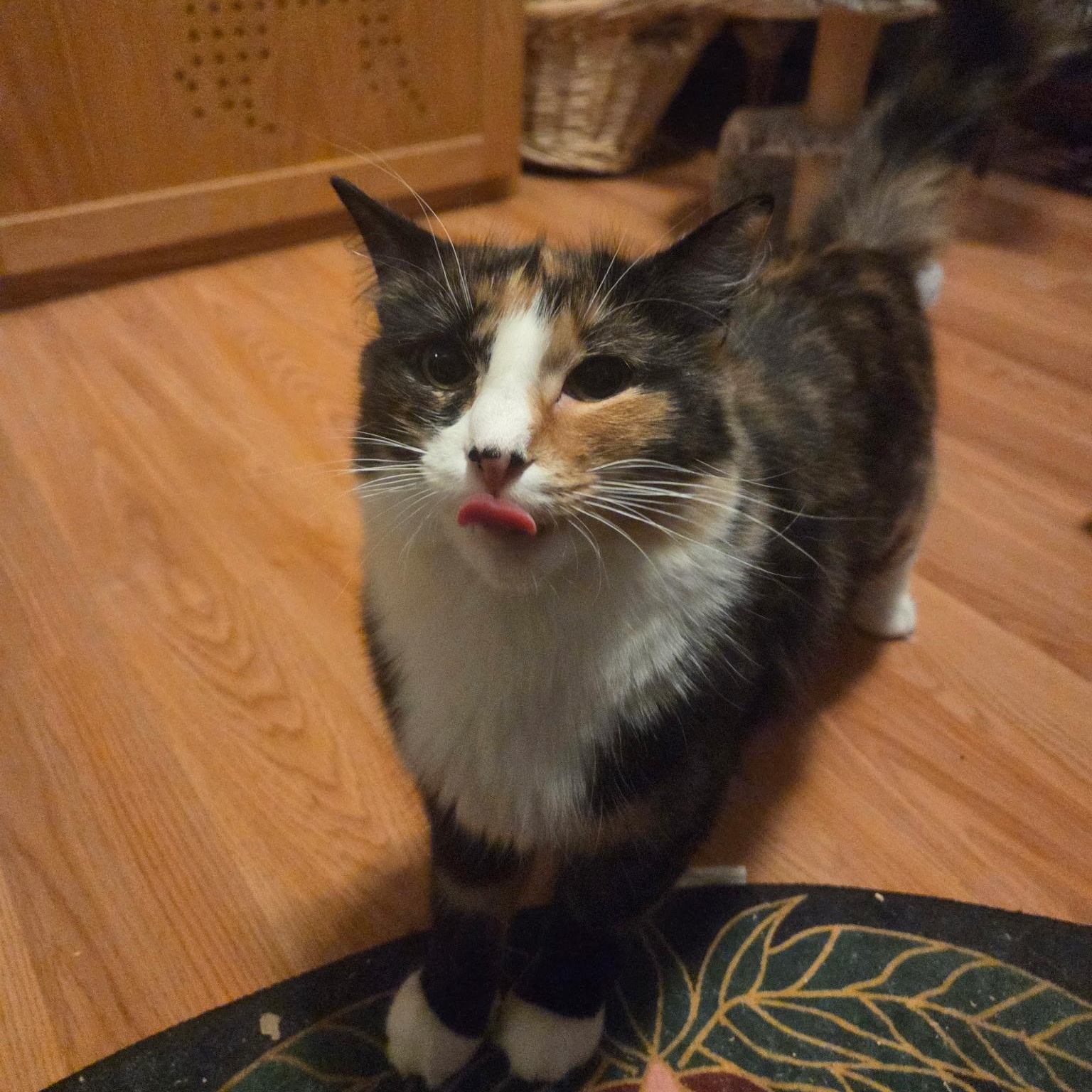 Enlarge MAPLE, a Adoptable Domestic Medium Hair in East Greenwich, RI image 4/6