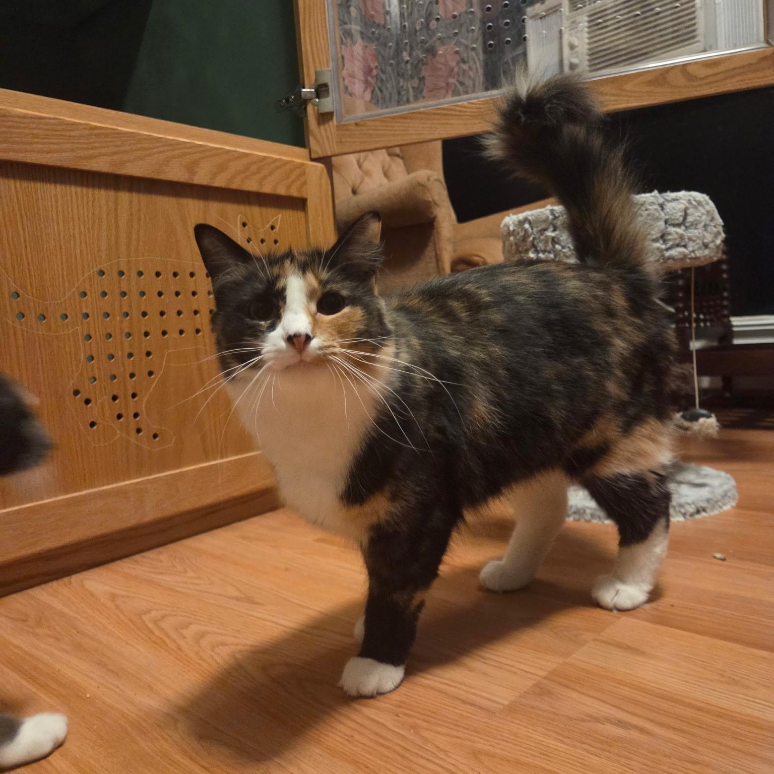 Enlarge MAPLE, a Adoptable Domestic Medium Hair in East Greenwich, RI image 5/6