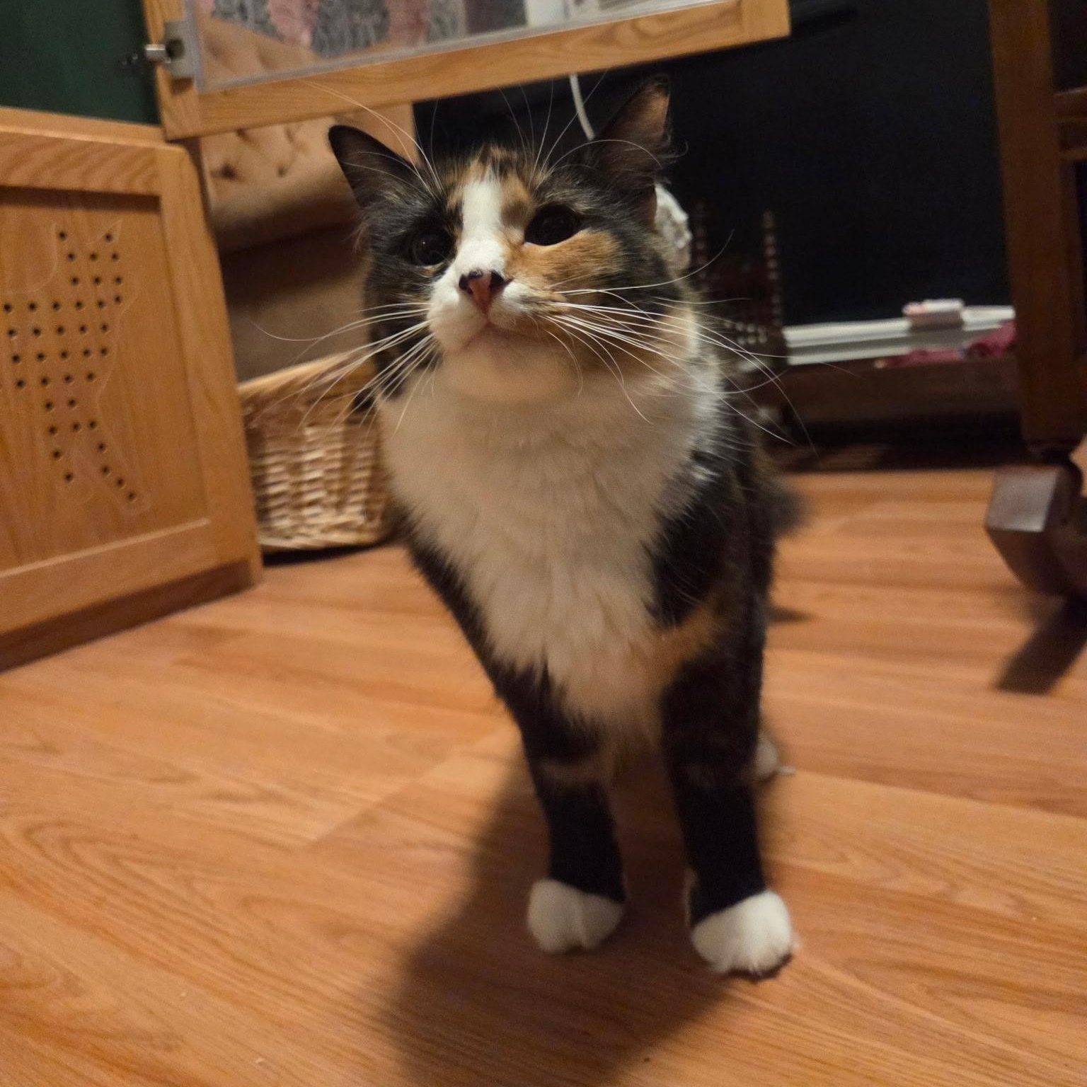 Enlarge MAPLE, a Adoptable Domestic Medium Hair in East Greenwich, RI image 3/6