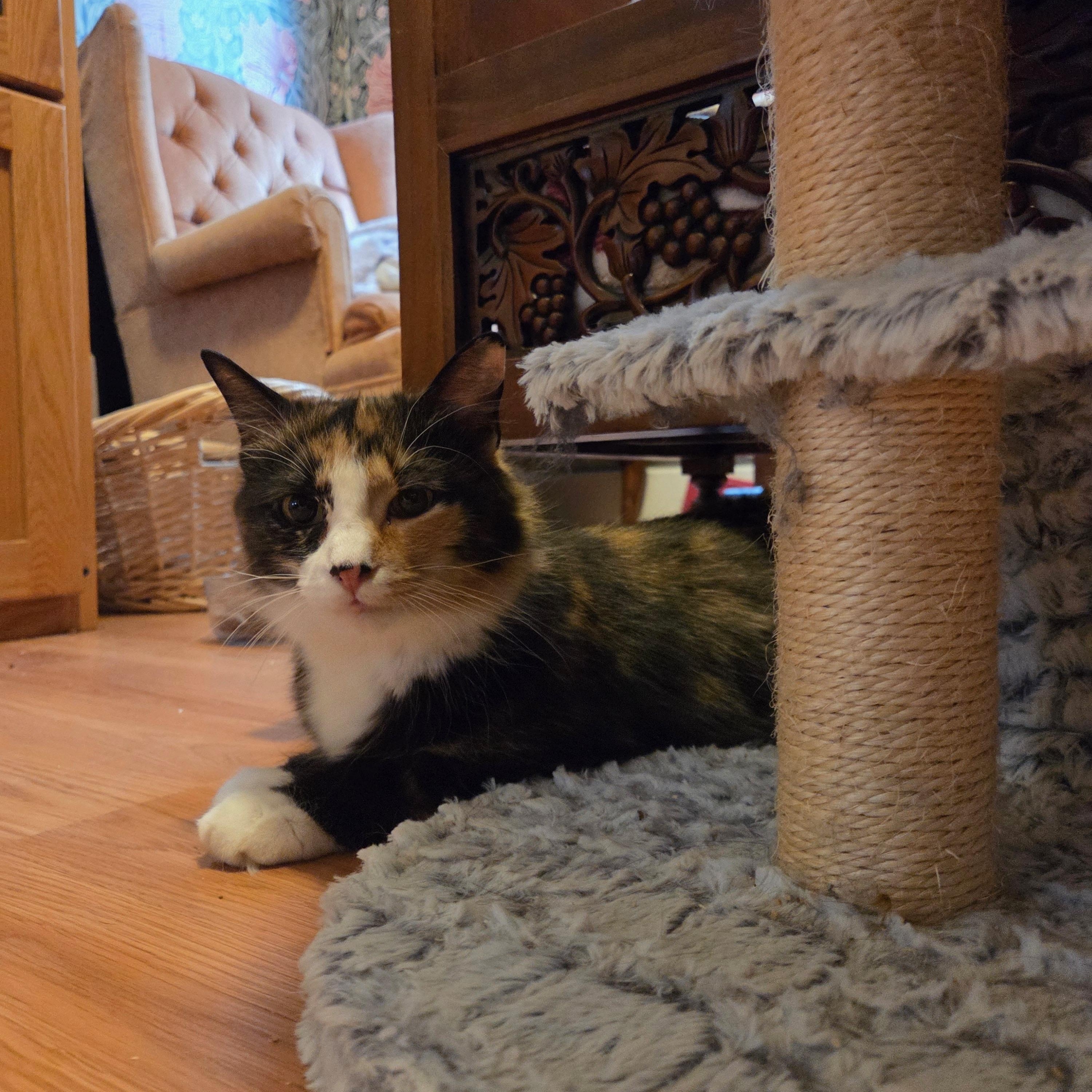 Enlarge MAPLE, a Adoptable Domestic Medium Hair in East Greenwich, RI image 6/6