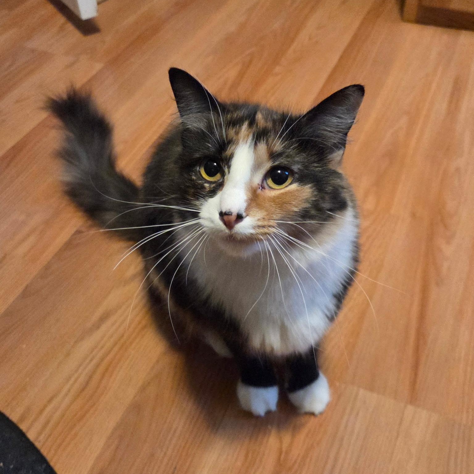 Enlarge MAPLE, a Adoptable Domestic Medium Hair in East Greenwich, RI image 2/6