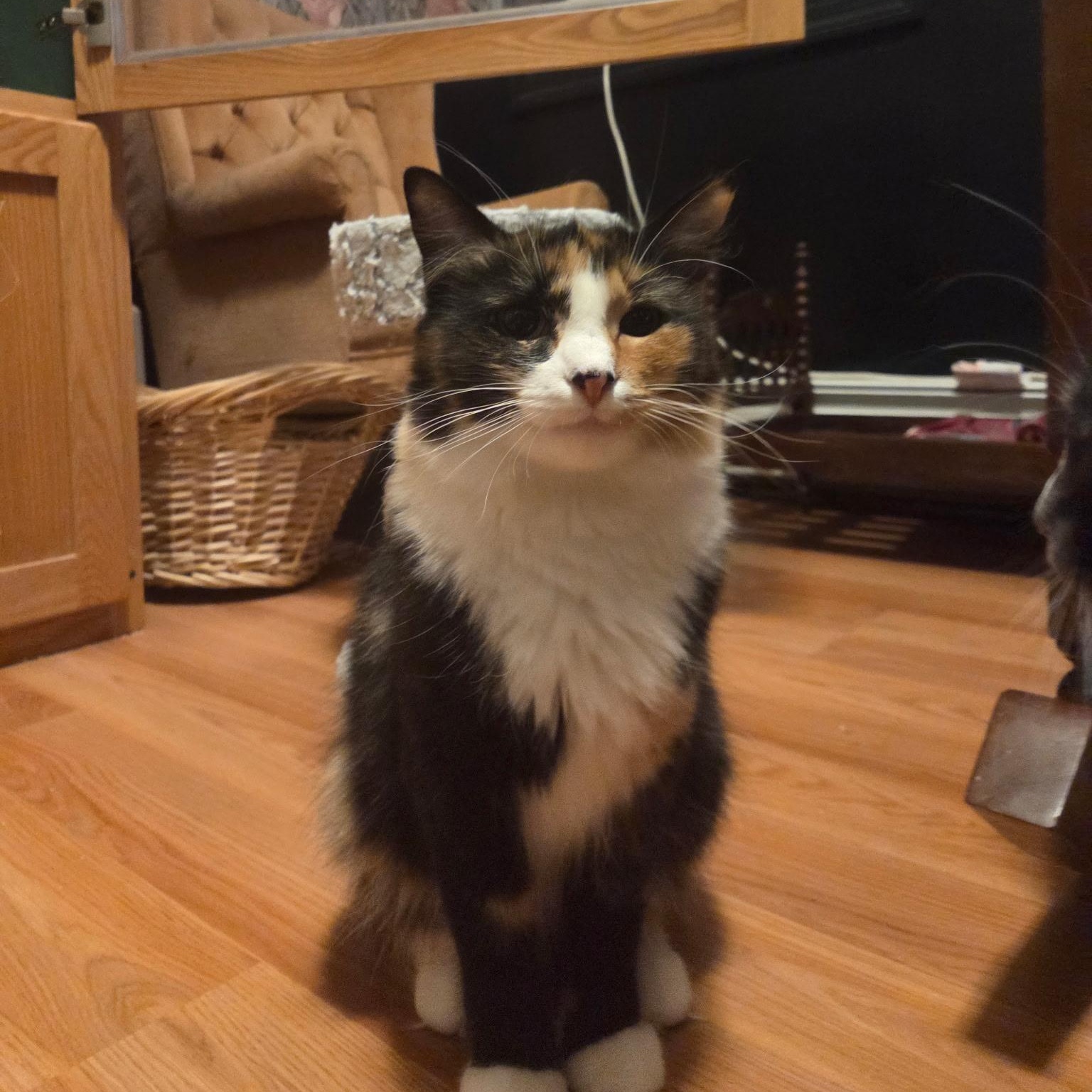 MAPLE, Adoptable, Adult Female Domestic Medium Hair.