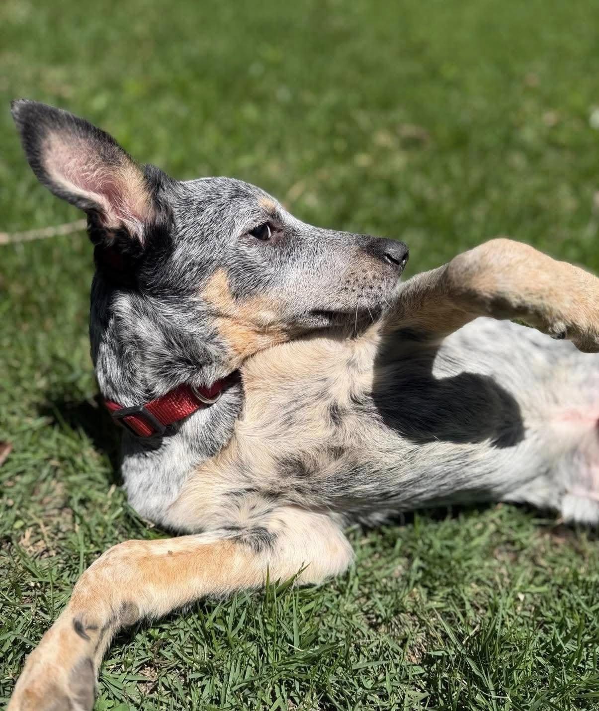Enlarge RipTide, a ADOPTABLE Australian Cattle Dog / Blue Heeler in Yorktown, VA image 1/6