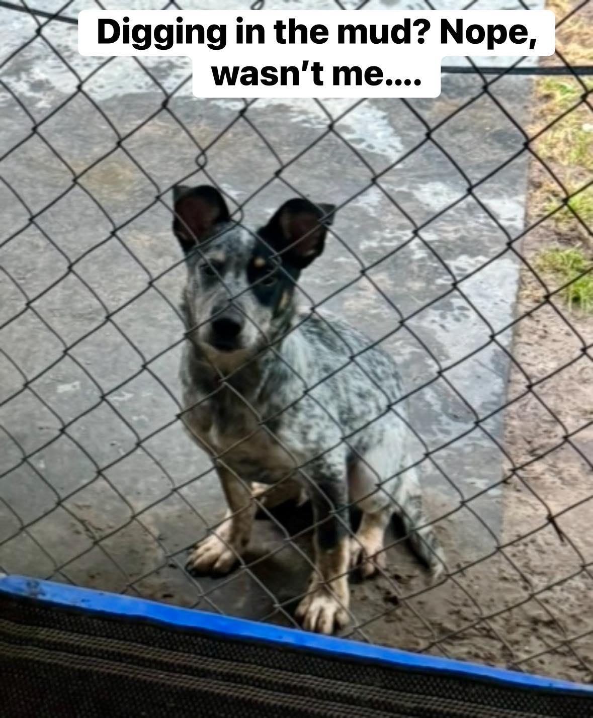 Enlarge RipTide, a ADOPTABLE Australian Cattle Dog / Blue Heeler in Yorktown, VA image 5/6