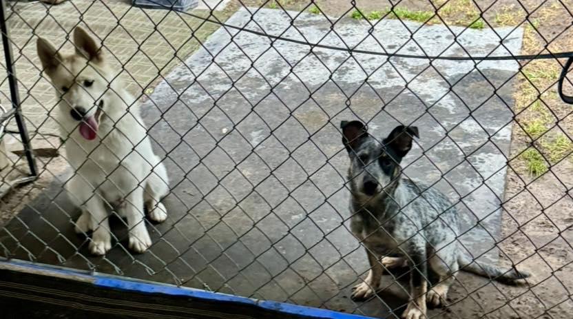 Enlarge RipTide, a ADOPTABLE Australian Cattle Dog / Blue Heeler in Yorktown, VA image 6/6