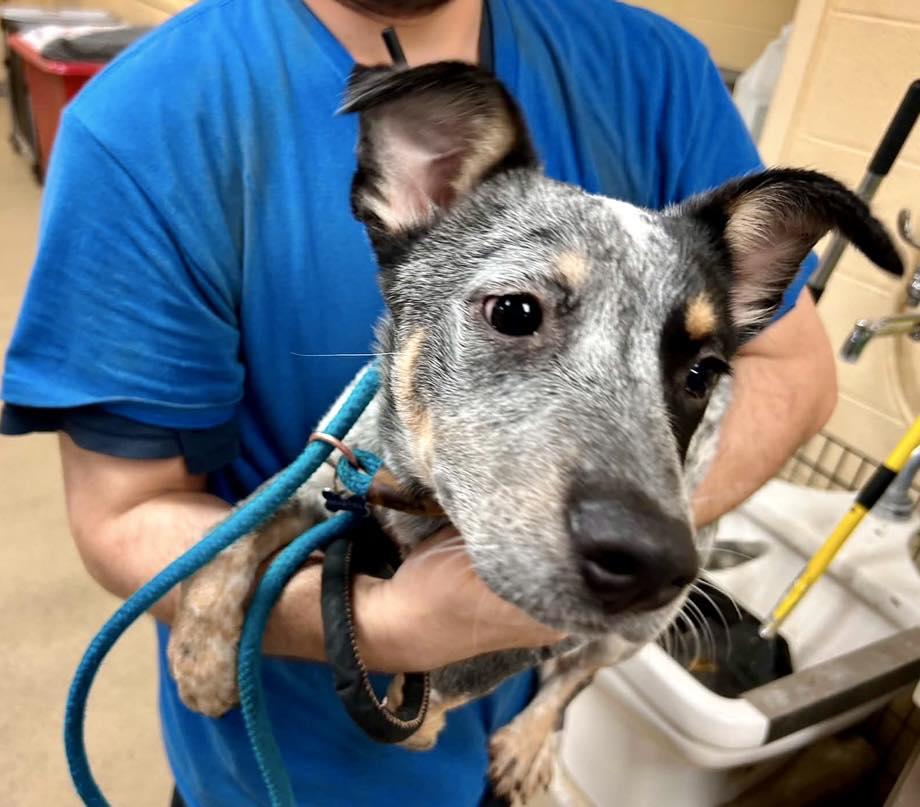 Enlarge RipTide, a ADOPTABLE Australian Cattle Dog / Blue Heeler in Yorktown, VA image 2/6