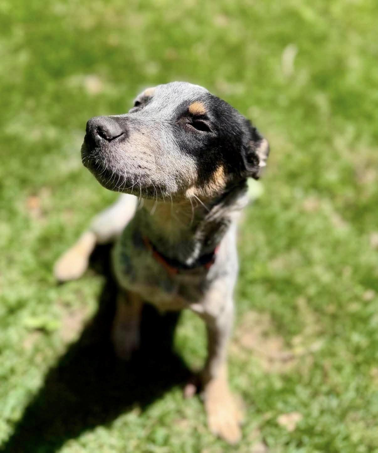 Enlarge RipTide, a ADOPTABLE Australian Cattle Dog / Blue Heeler in Yorktown, VA image 3/6
