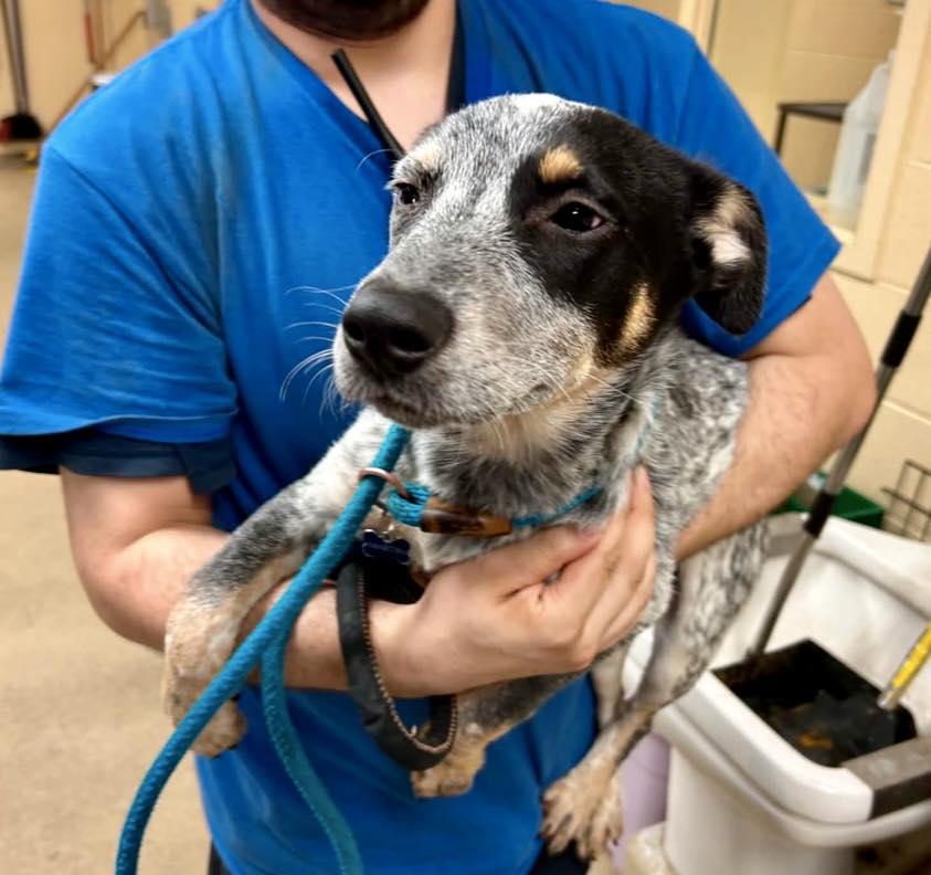 Enlarge RipTide, a ADOPTABLE Australian Cattle Dog / Blue Heeler in Yorktown, VA image 4/6