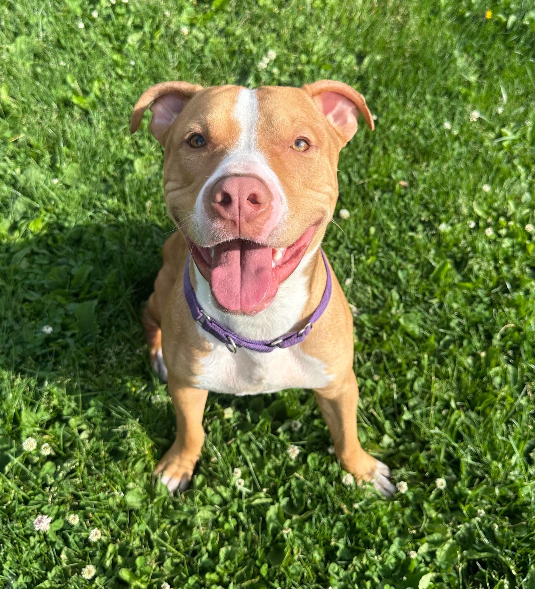 Enlarge Moonpie, an adopted mixed breed in Dubuque, IA image 2/3