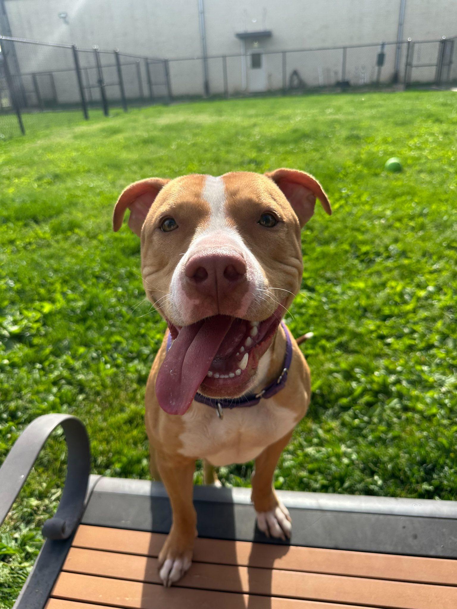 Moonpie, adopted, Adult Male Mixed Breed & Pit Bull Terrier.