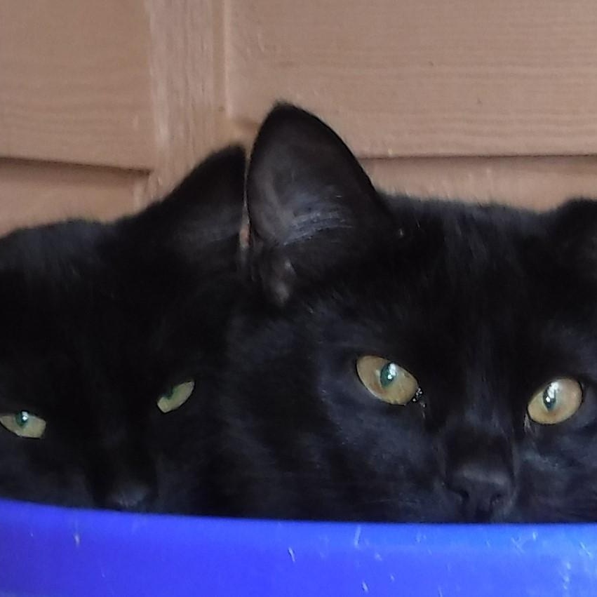 Rosie And Tyra  thumbnail 3