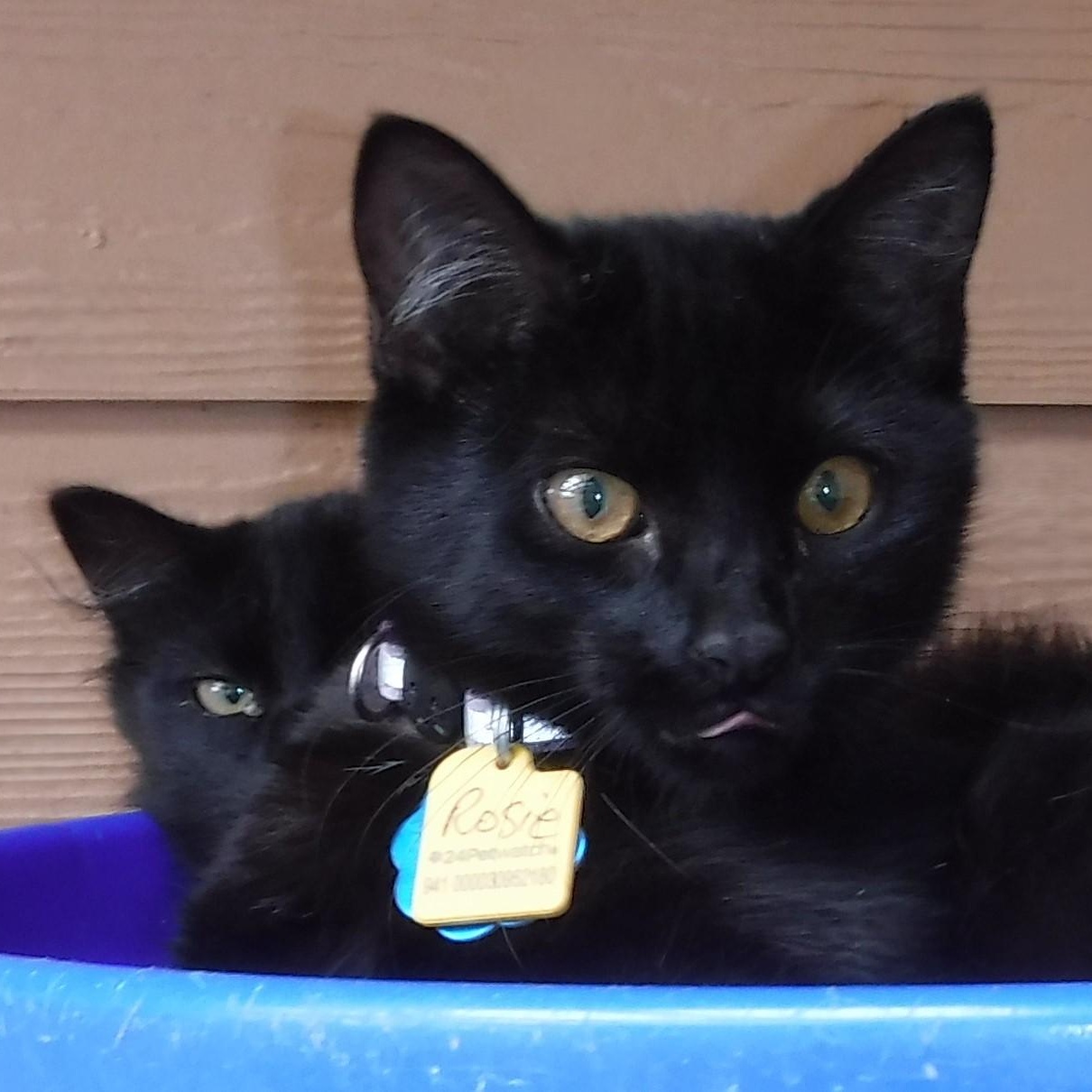 Rosie And Tyra  thumbnail 2