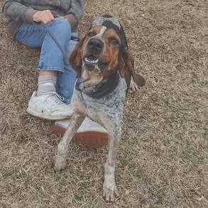 Loretta, Adoptable, Adult Female Bluetick Coonhound.