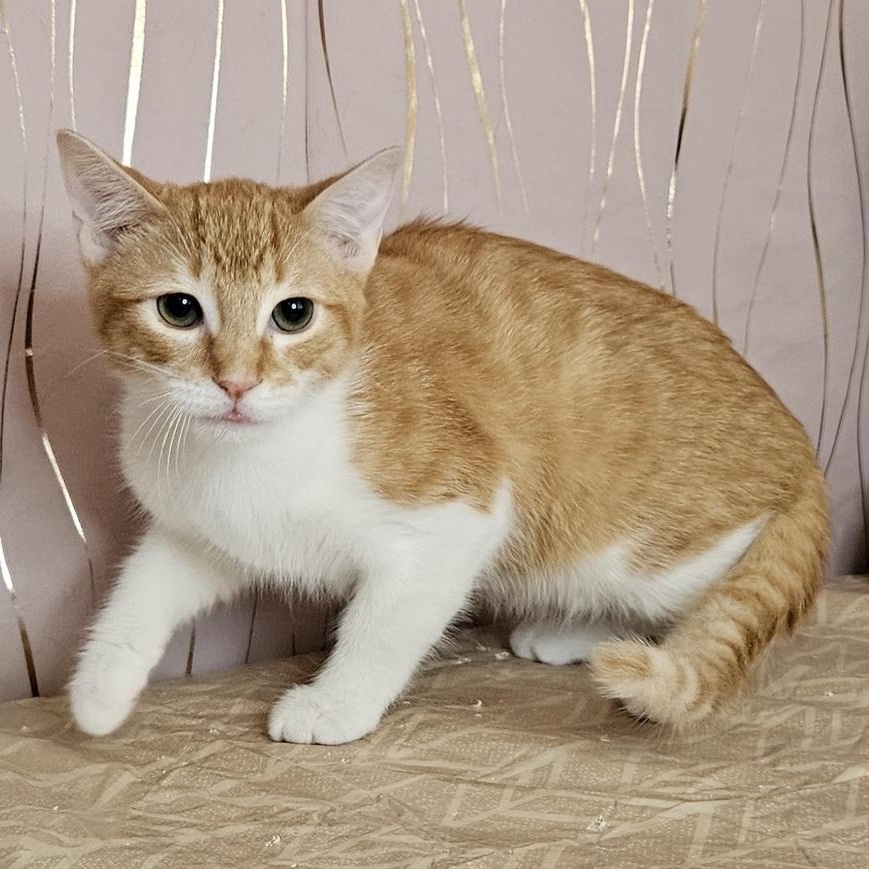 Enlarge Chester, a Adoptable mixed breed in Hagerstown, MD image 4/5