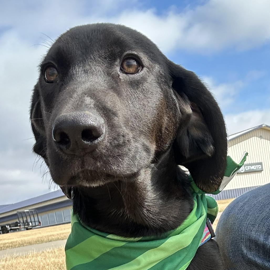 Enlarge Diesel, a Adoptable Mixed Breed in Chariton, IA image 1/4