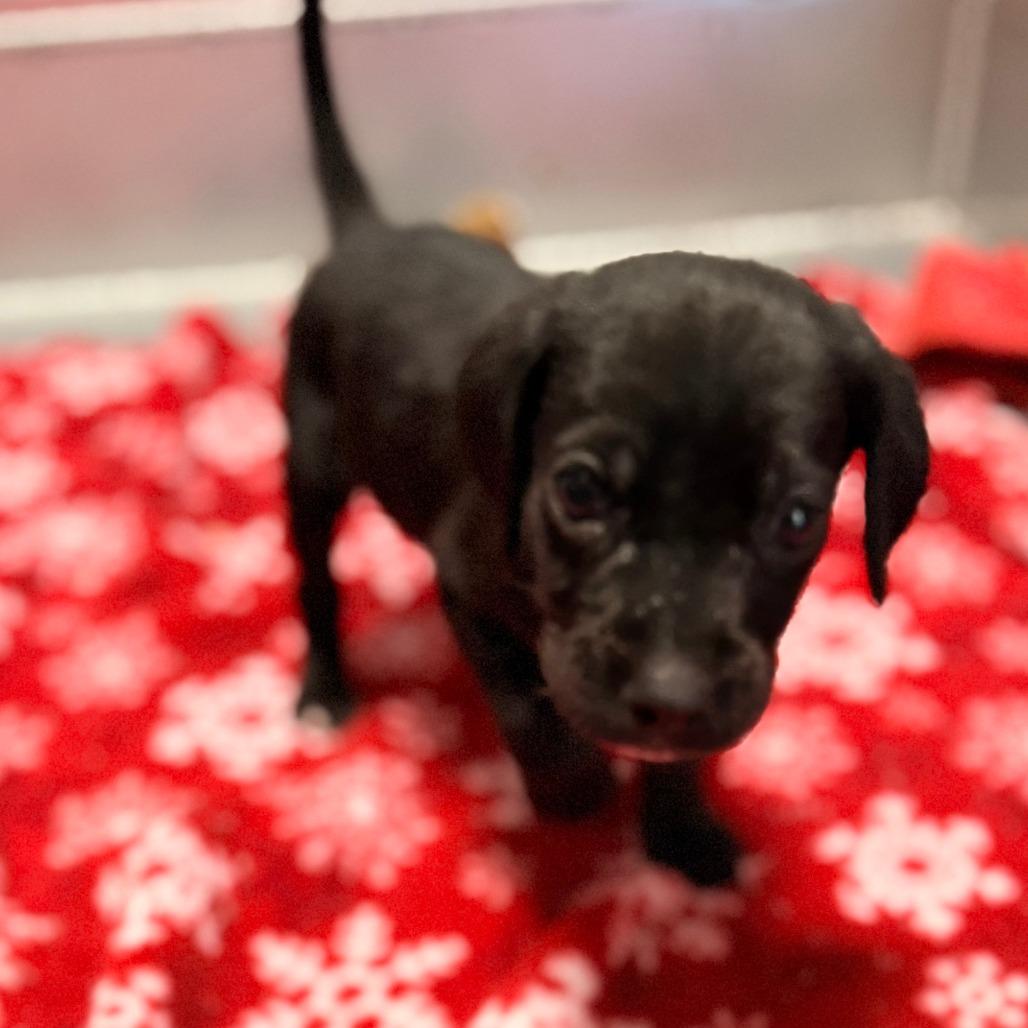 Diesel, Adoptable, Puppy Female Mixed Breed.