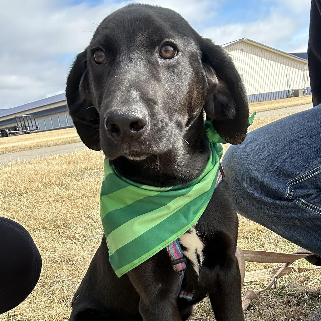 Enlarge Diesel, a Adoptable Mixed Breed in Chariton, IA image 3/4