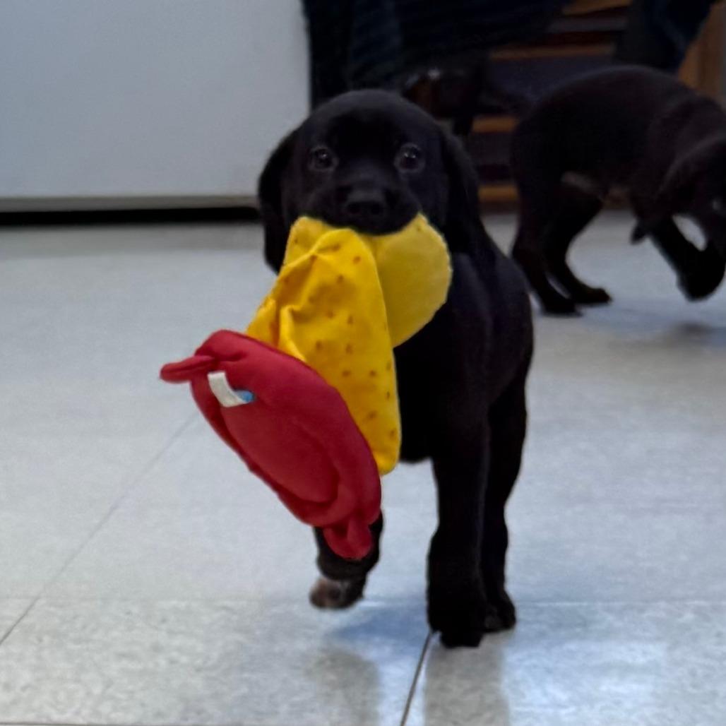 Enlarge Diesel, a Adoptable Mixed Breed in Chariton, IA image 2/2