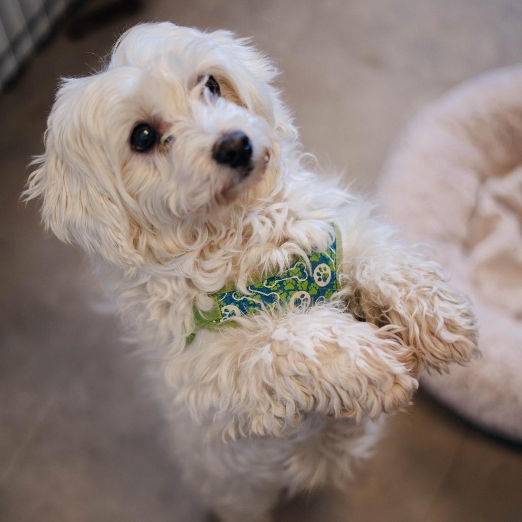 Enlarge Marshmallow, a Adoptable mixed breed in Naperville, IL image 2/6