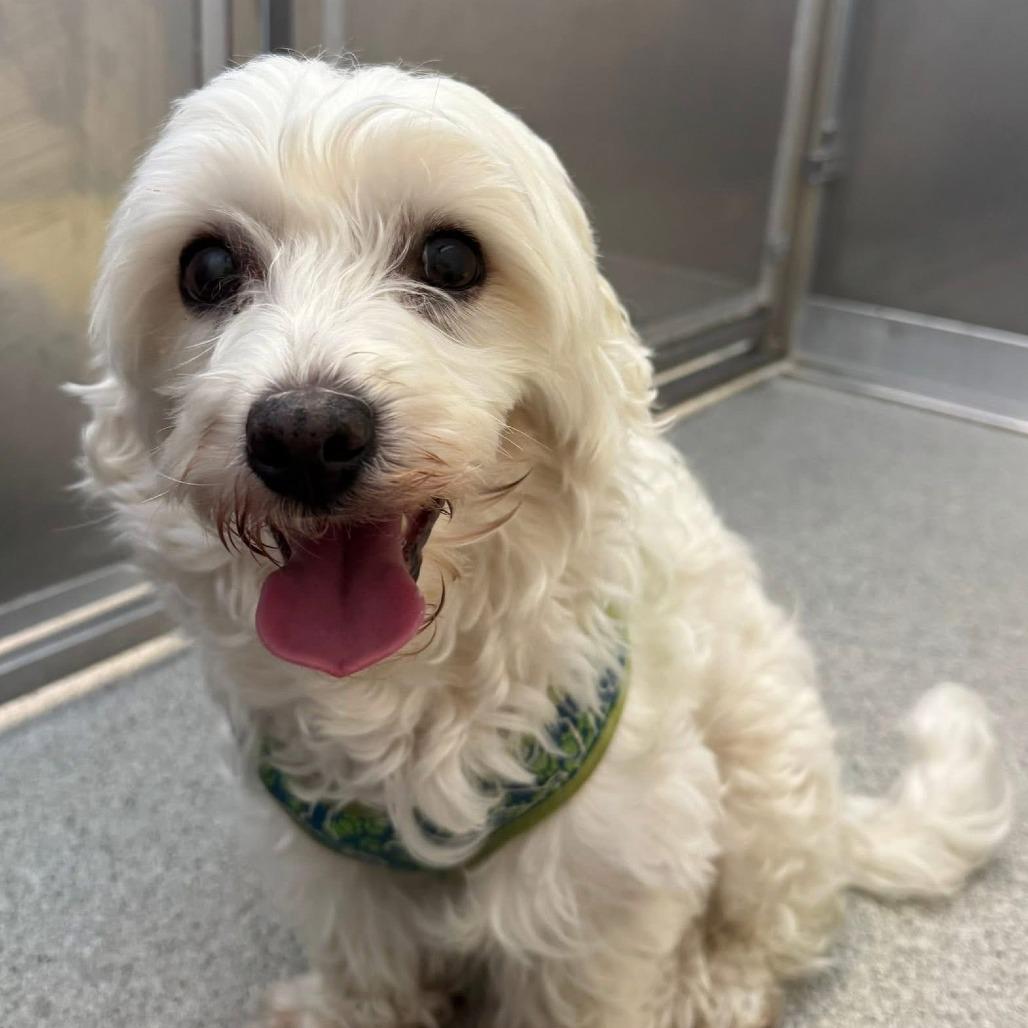 Enlarge Marshmallow, a Adoptable mixed breed in Naperville, IL image 3/6