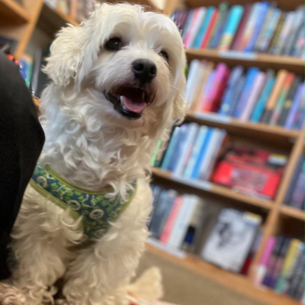 Enlarge Marshmallow, a Adoptable mixed breed in Naperville, IL image 4/6