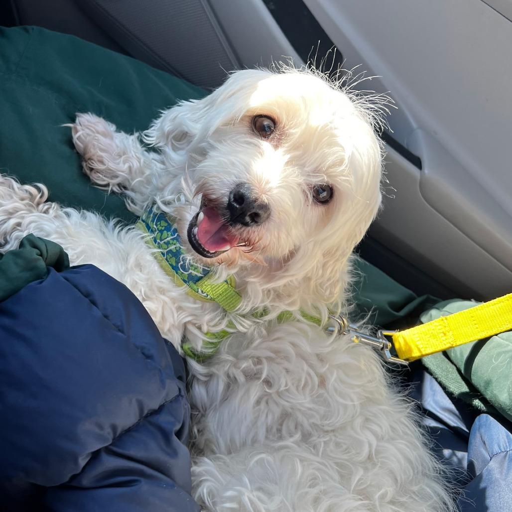 Enlarge Marshmallow, a Adoptable mixed breed in Naperville, IL image 5/6