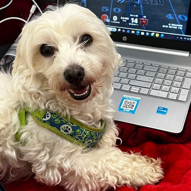 Enlarge Marshmallow, a Adoptable mixed breed in Naperville, IL image 6/6