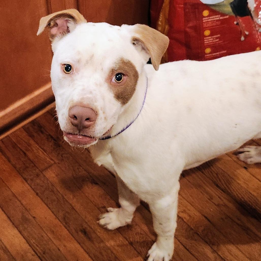 Carlos, Adoptable, Young Male Mixed Breed.