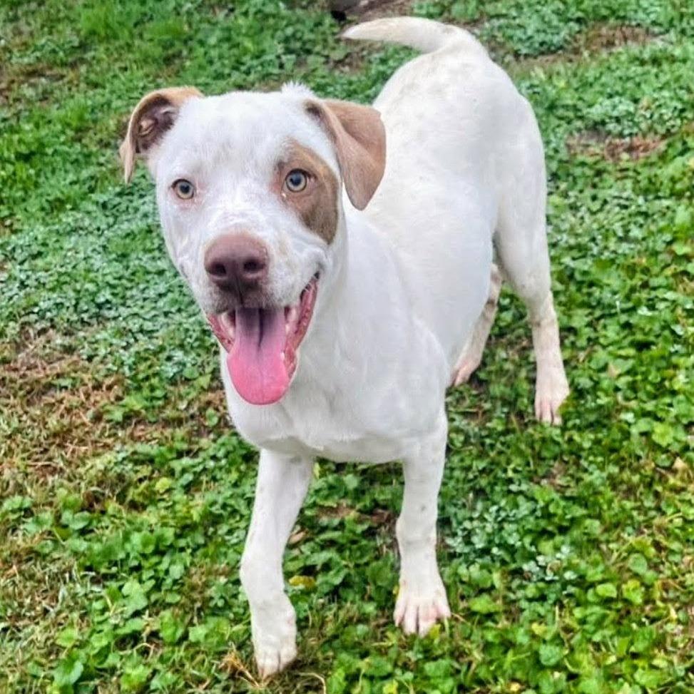Enlarge Carlos, a Adoptable Mixed Breed in Richmond, VA image 3/6