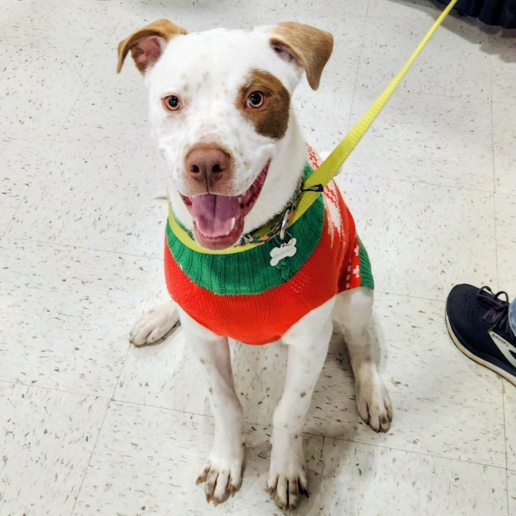 Enlarge Carlos, a Adoptable Mixed Breed in Richmond, VA image 4/6