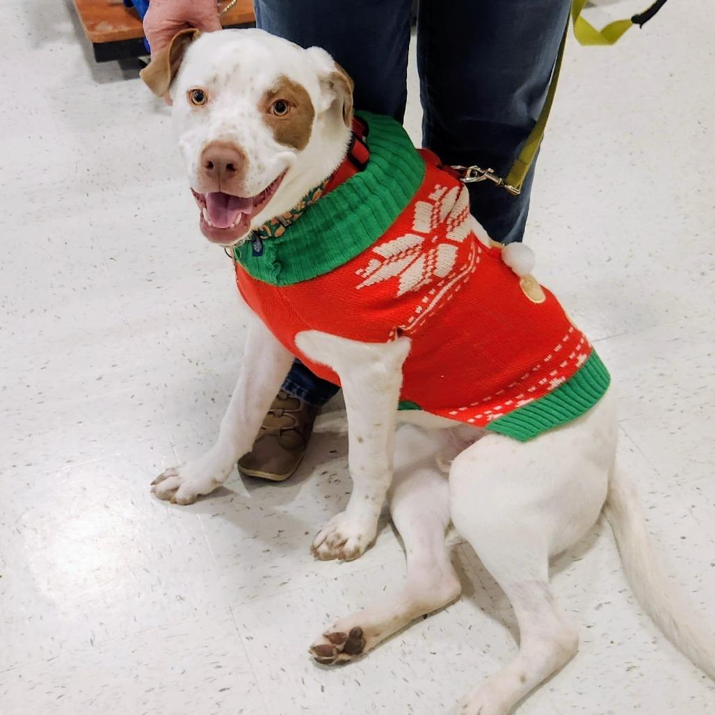 Enlarge Carlos, a Adoptable Mixed Breed in Richmond, VA image 5/6