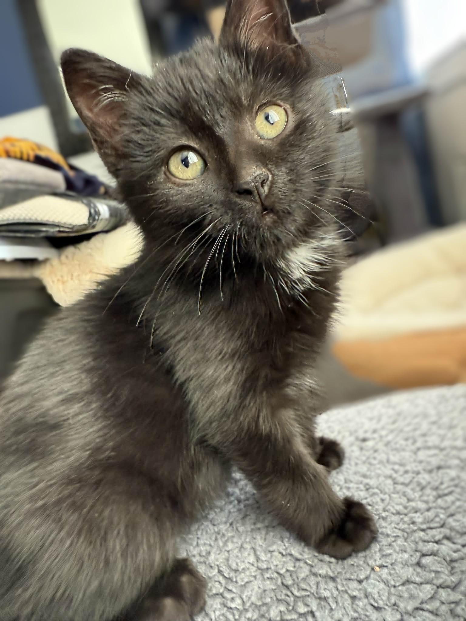 Enlarge Buck, a Adoptable Domestic Short Hair in Winnipeg, MB image 4/6