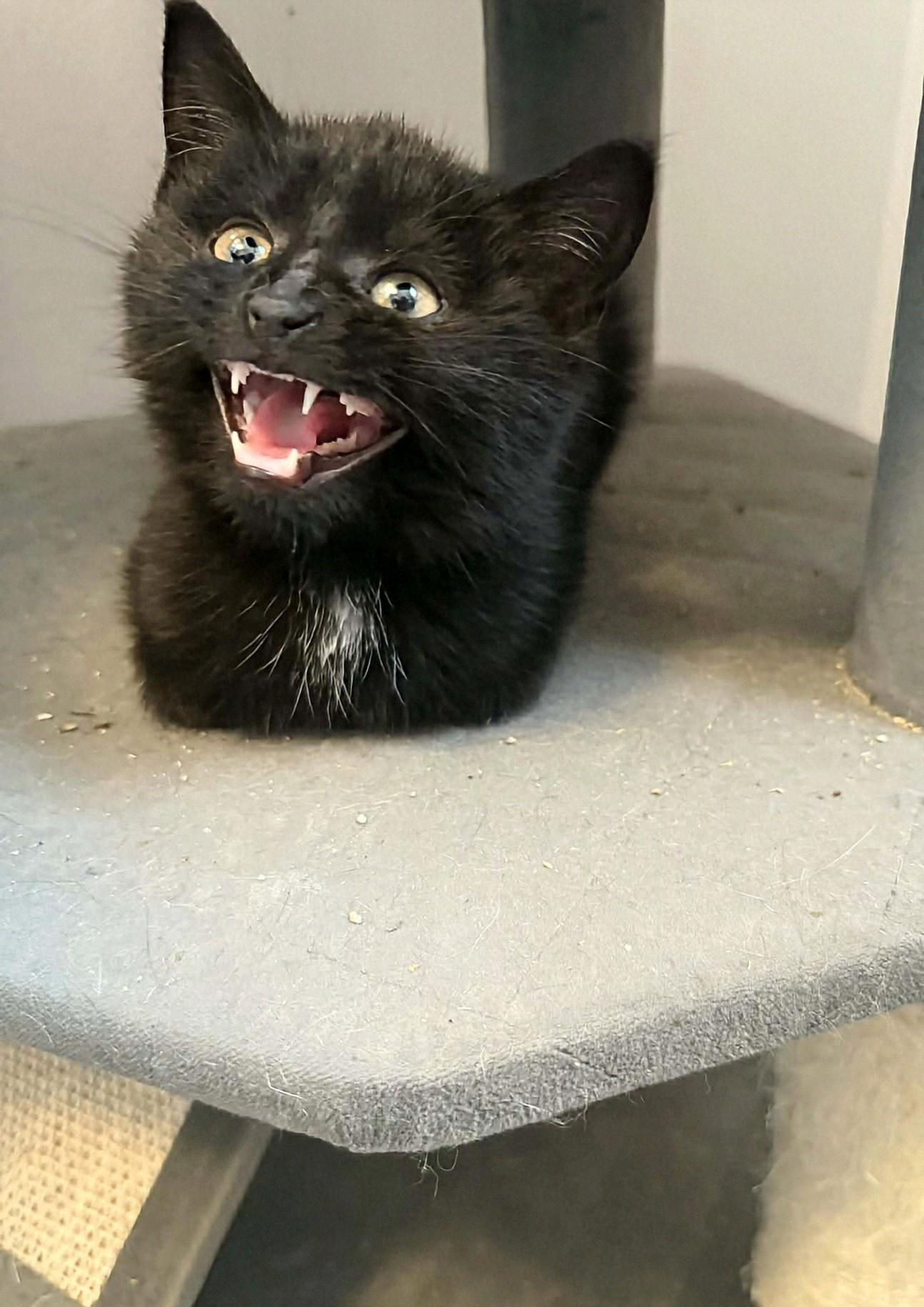 Enlarge Buck, a Adoptable Domestic Short Hair in Winnipeg, MB image 3/6