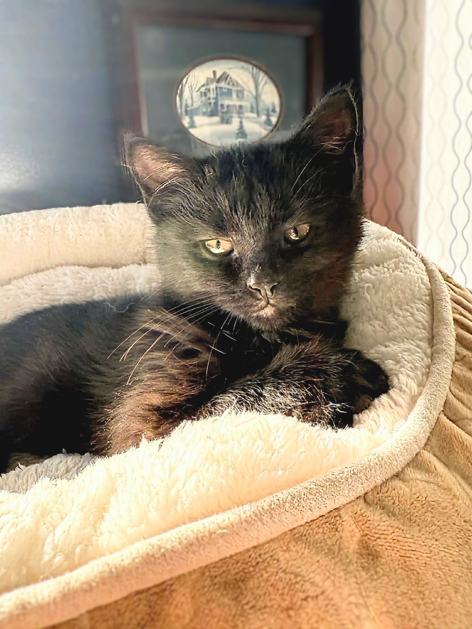 Enlarge Buck, a Adoptable Domestic Short Hair in Winnipeg, MB image 5/6