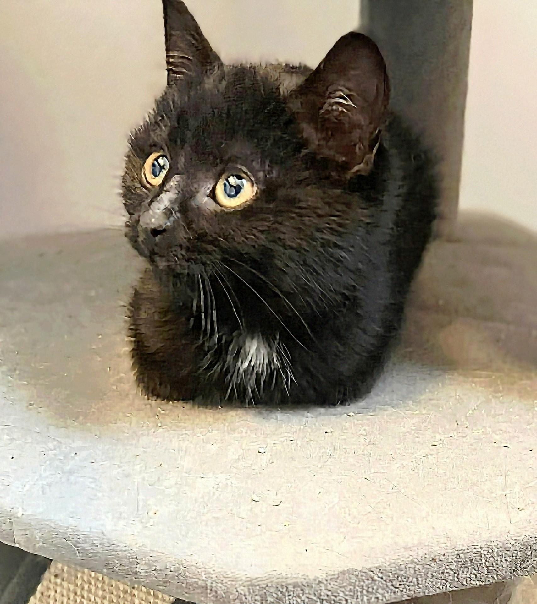 Enlarge Buck, a Adoptable Domestic Short Hair in Winnipeg, MB image 2/6