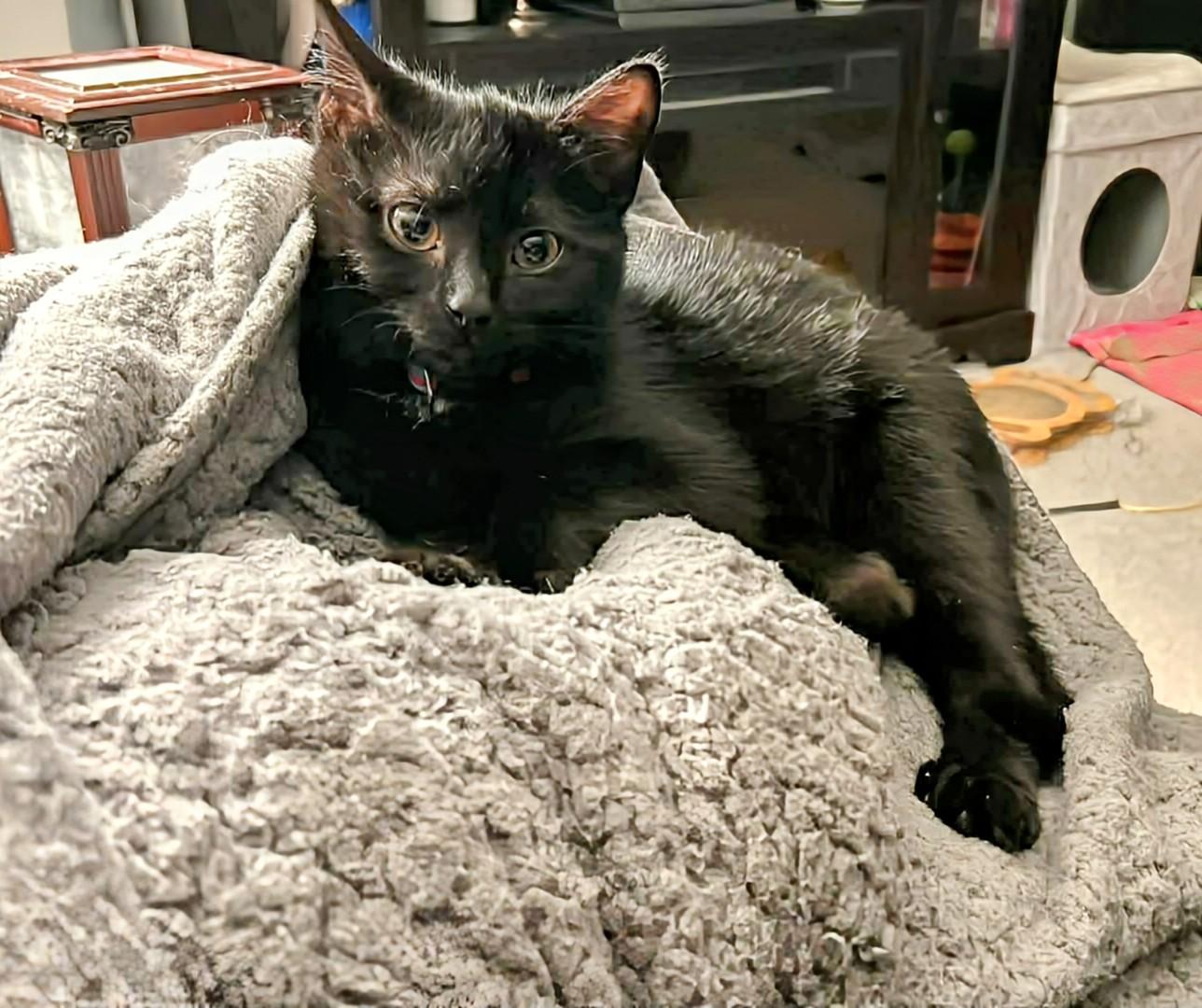 Buck, Adoptable, Kitten Male Domestic Short Hair.