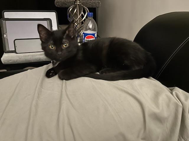 Enlarge Buck, a Adoptable Domestic Short Hair in Winnipeg, MB image 6/6