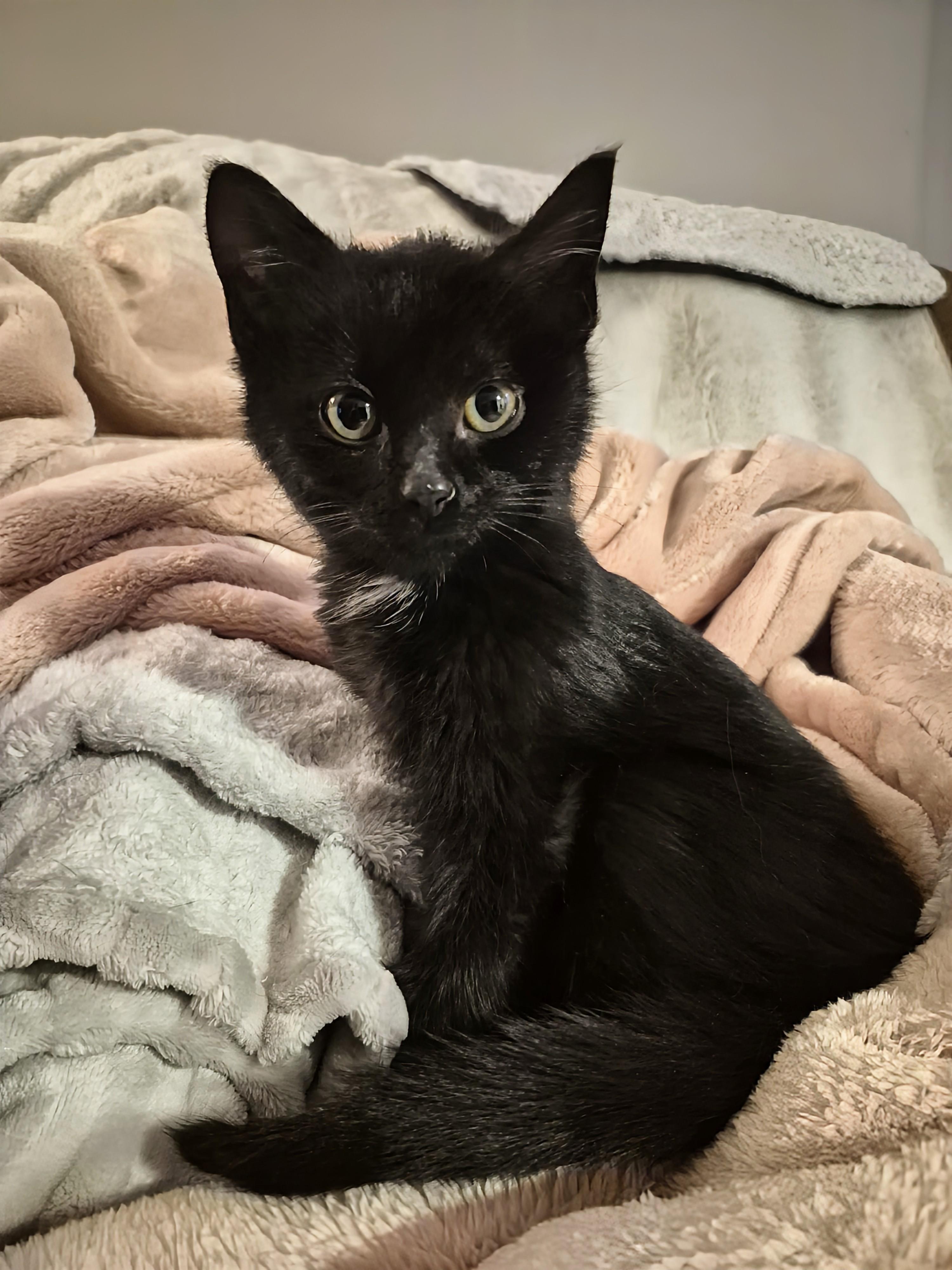 Buck, Adoptable, Kitten Male Domestic Short Hair.