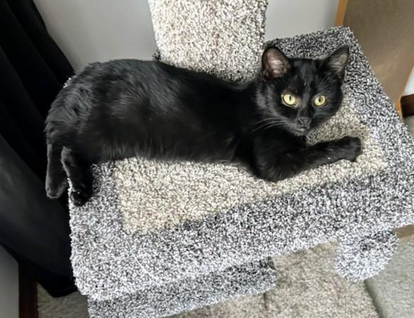 Enlarge Buck, an adoptable Domestic Short Hair in Winnipeg, MB image 1/6