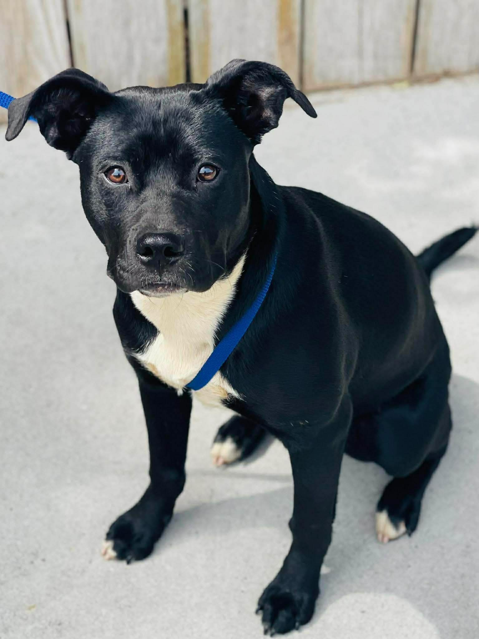Enlarge AC-4599 "Oreo", a ADOPTABLE mixed breed in Conyers, GA image 1/1
