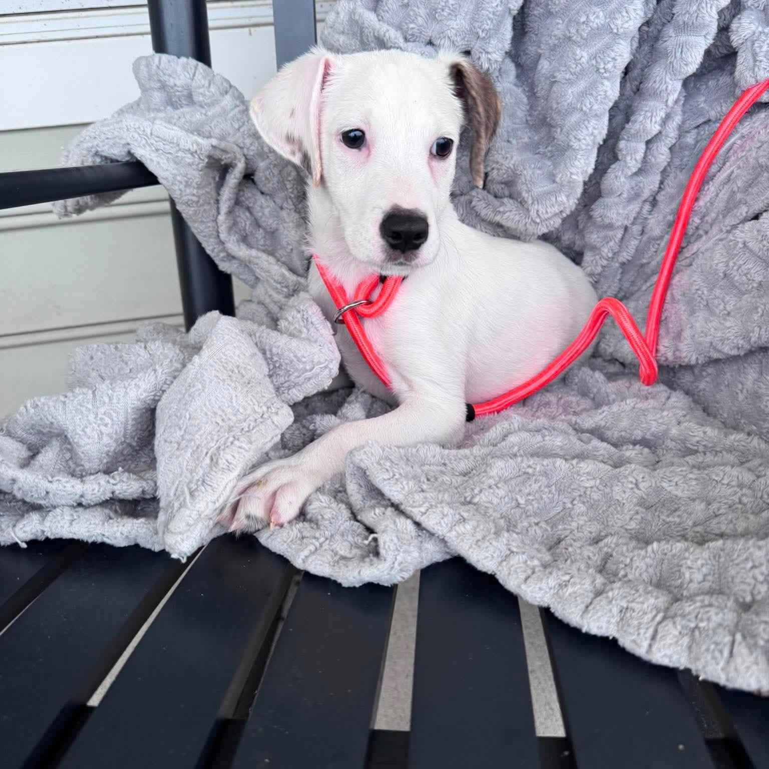 James, a ADOPTABLE mixed breed in Wando, SC image 4/4