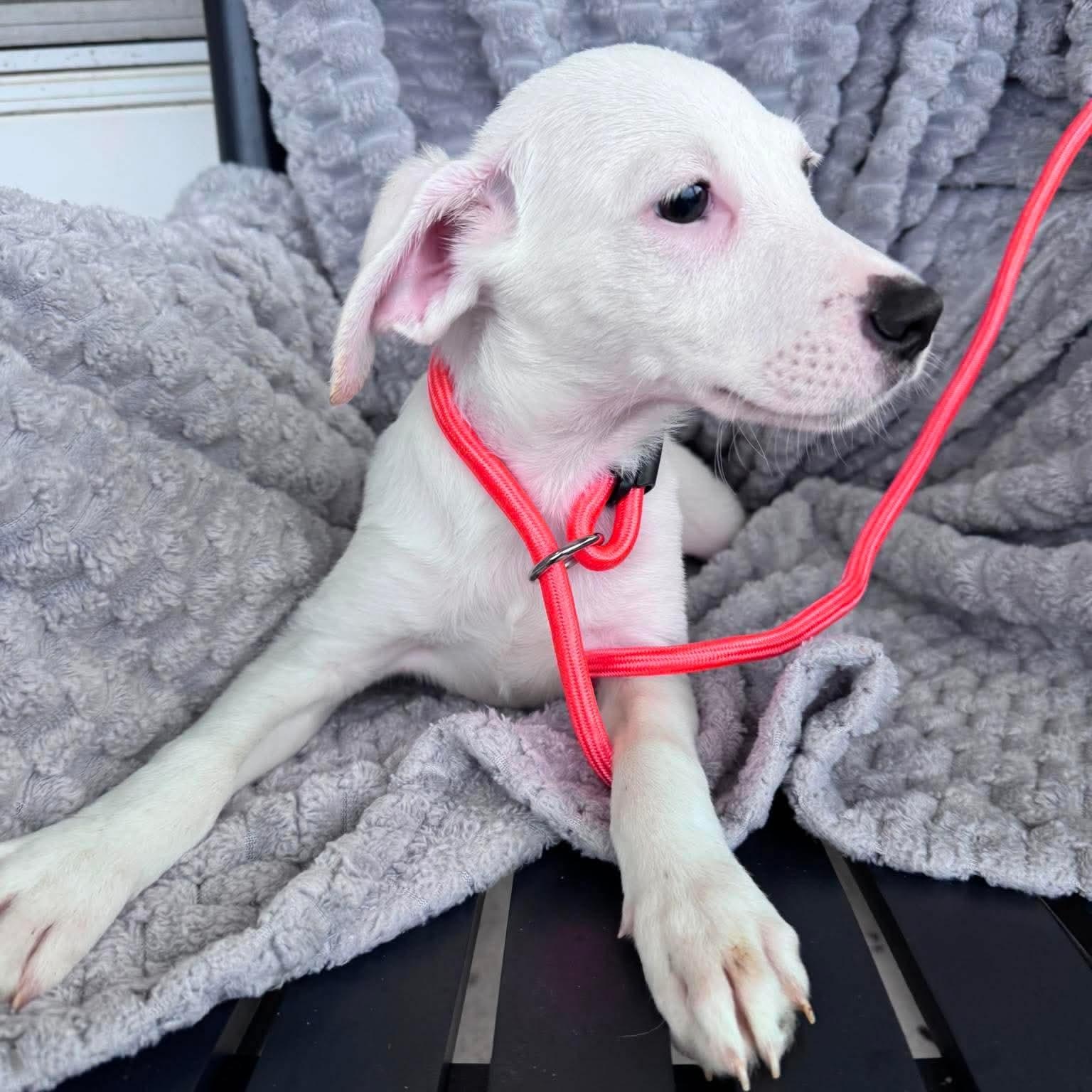 James, a ADOPTABLE mixed breed in Wando, SC image 2/4