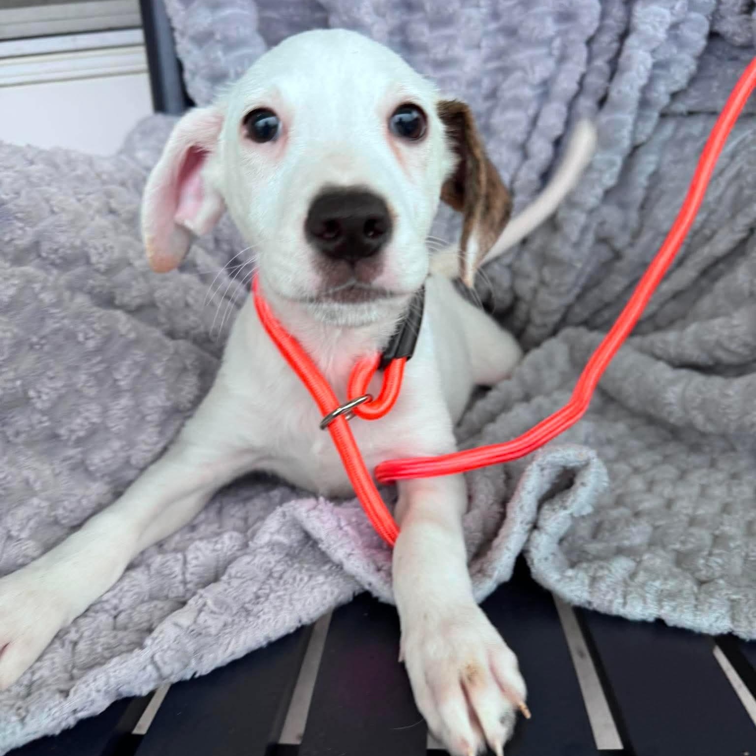 James, a ADOPTABLE mixed breed in Wando, SC image 1/4