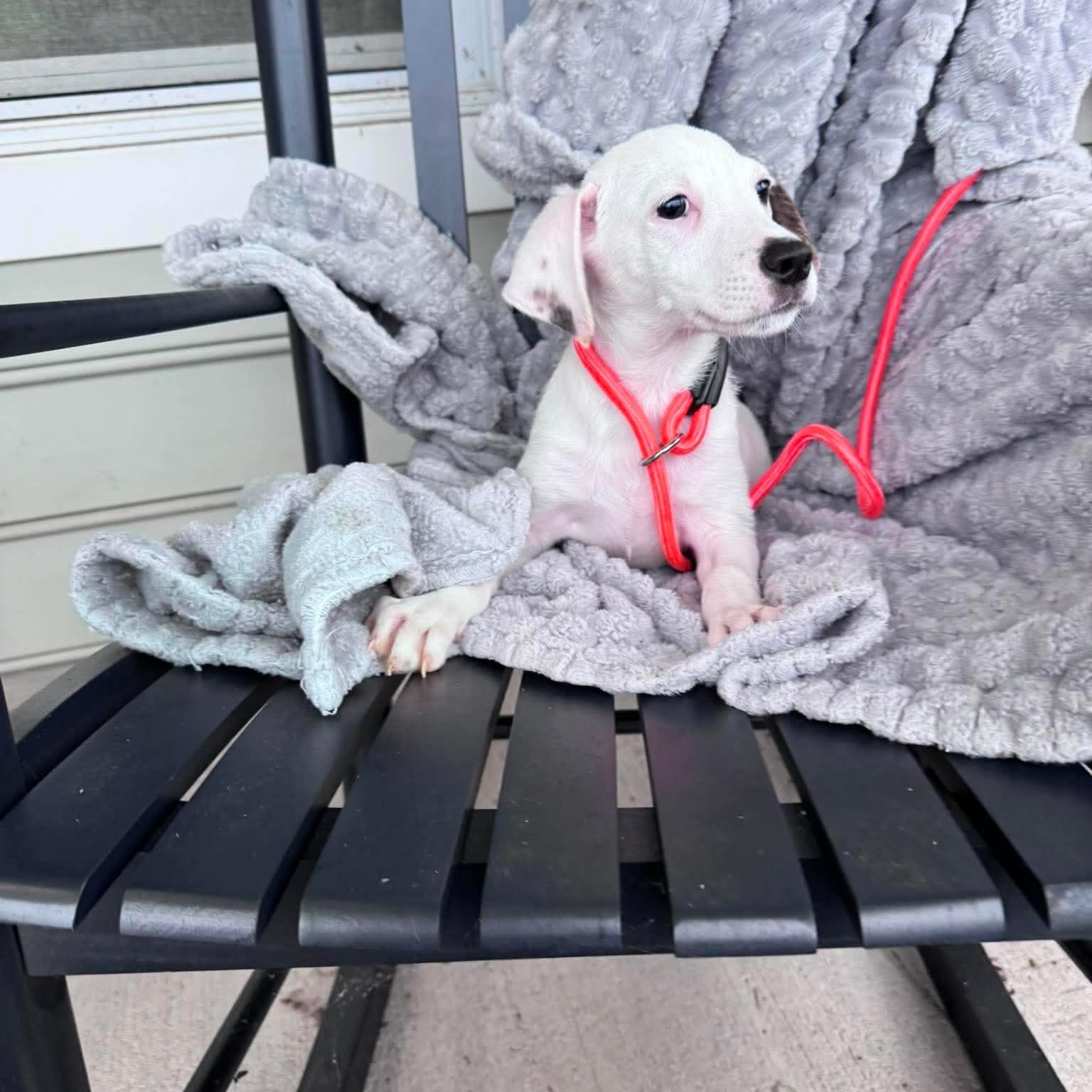 James, a ADOPTABLE mixed breed in Wando, SC image 3/4