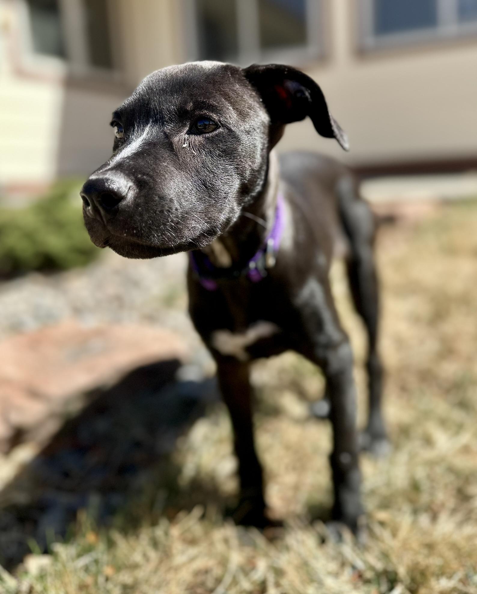 Enlarge Vissla, a ADOPTABLE mixed breed in Littleton, CO image 4/6
