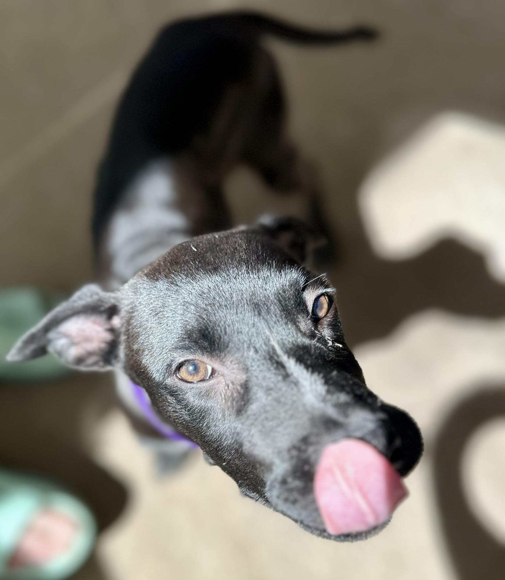 Enlarge Vissla, a ADOPTABLE mixed breed in Littleton, CO image 2/6