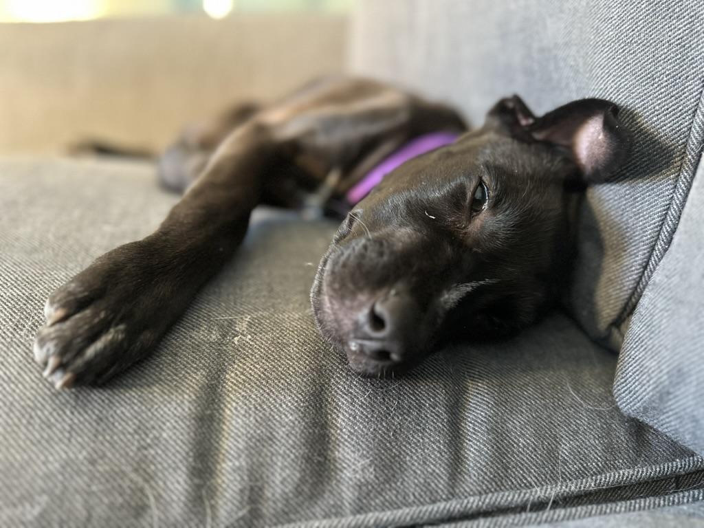 Enlarge Vissla, a ADOPTABLE mixed breed in Littleton, CO image 5/6