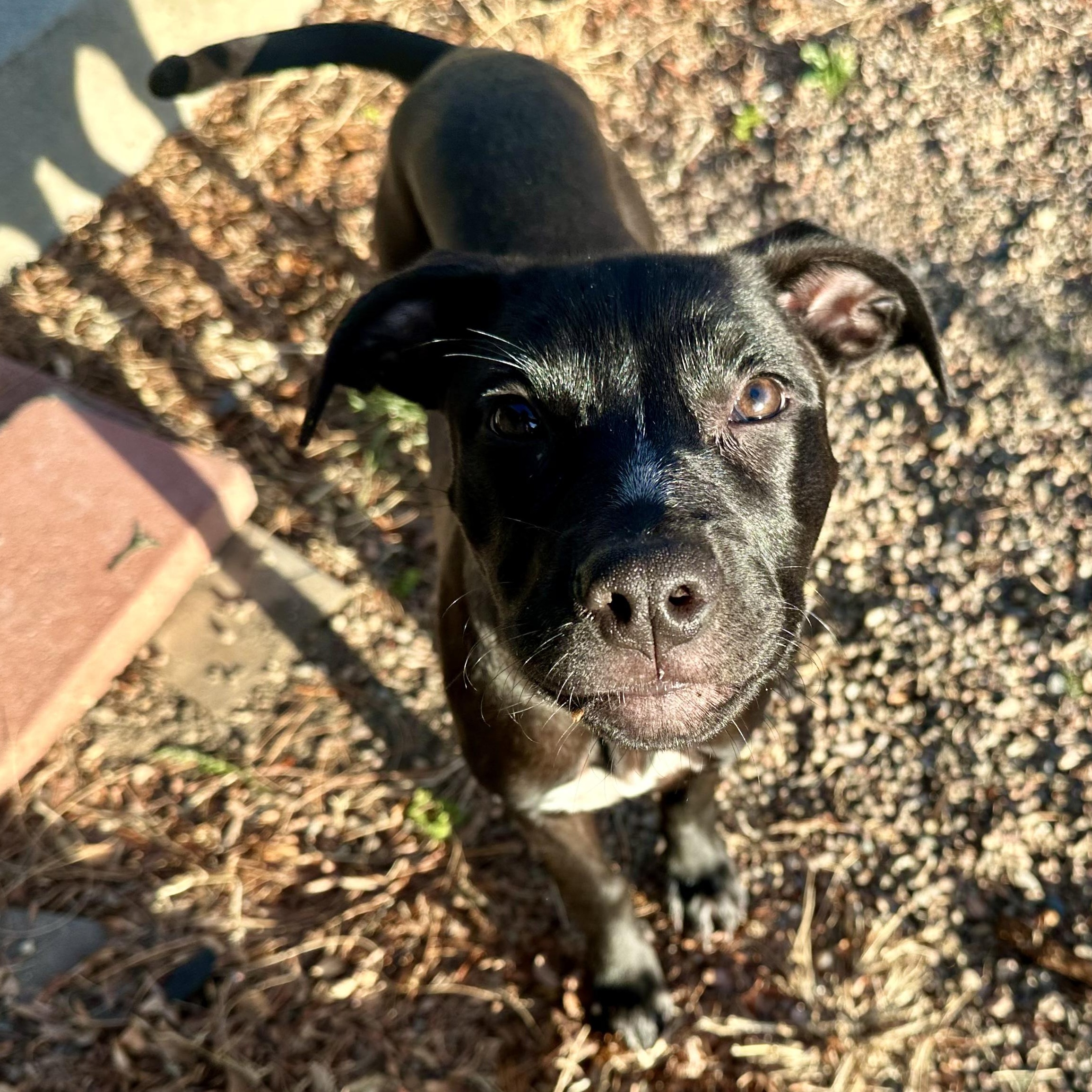 Vissla, ADOPTABLE, Puppy Female Black Labrador Retriever.